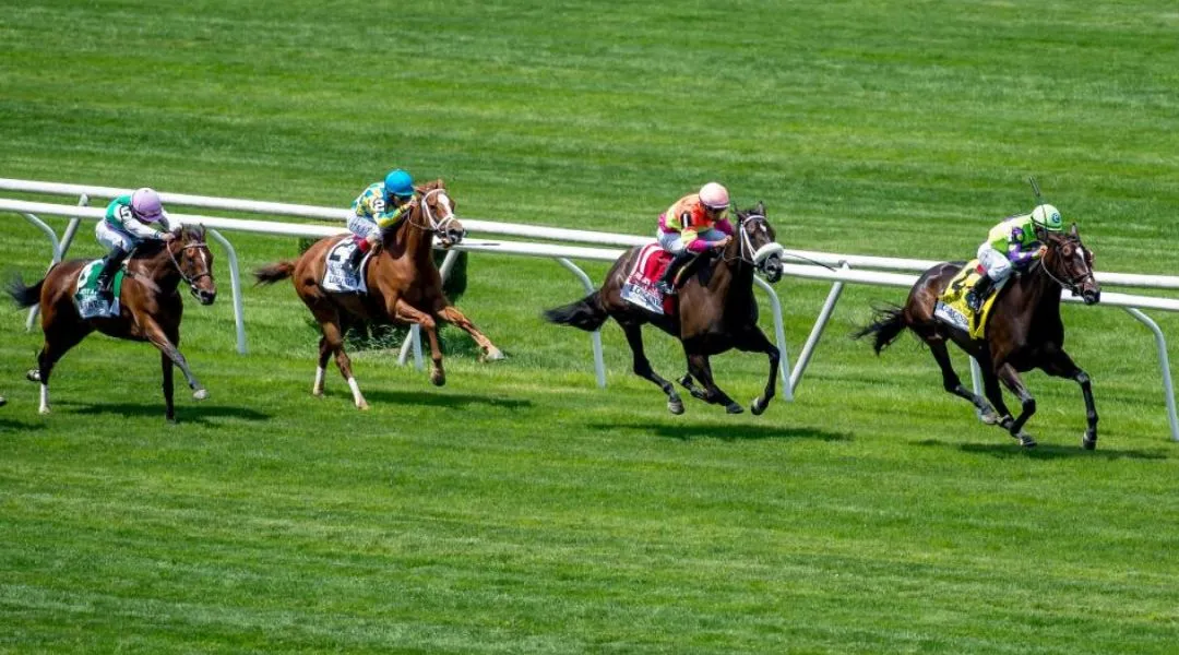 VIPTAKA-তে Horse Racing Betting সম্পর্কে জানুন